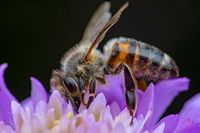 Apis mellifera